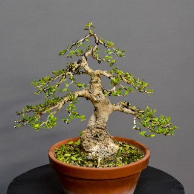 Olivo Acebuche OS5