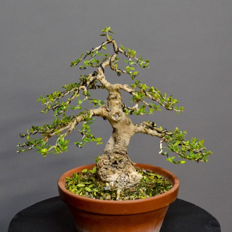 Olivo Acebuche OS5