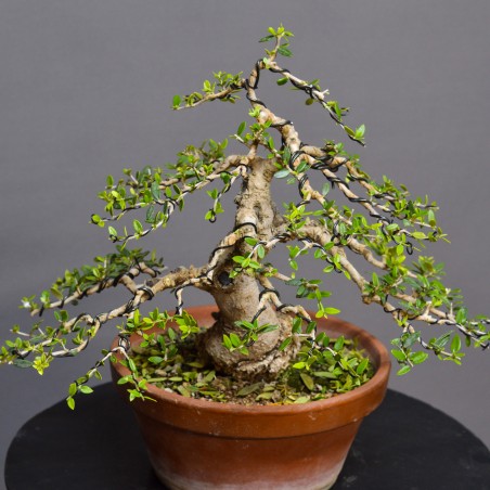 Olivo Acebuche OS5