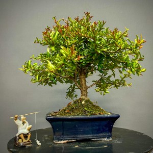 Espino de Fuego