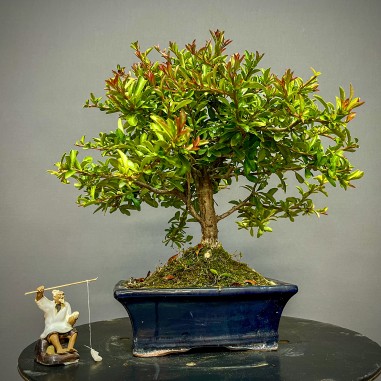 Espino de Fuego