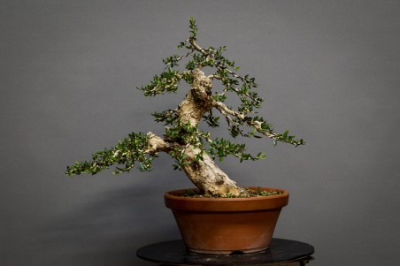 Olivo O1