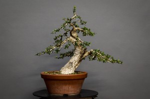 Olivo O1