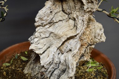 Olivo Silvestre -OS4-