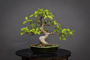 Ficus Tyger Bark FR21
