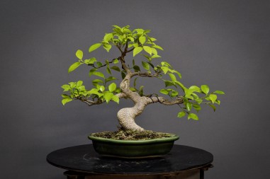 Ficus Tyger Bark FR21