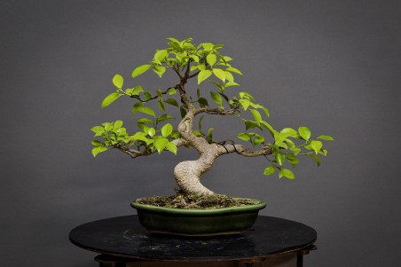 Ficus Tyger Bark FR21