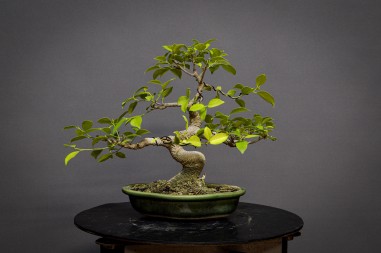 Ficus Tyger Bark FR21