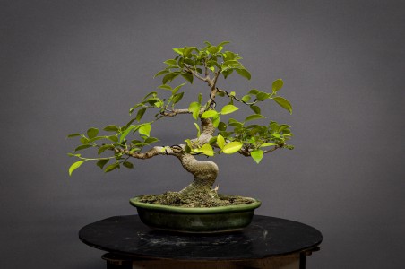 Ficus Tyger Bark FR21