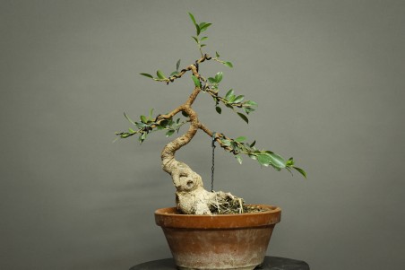 Ficus Tyger Bark FR24