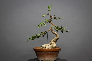 Ficus Tyger Bark FR24