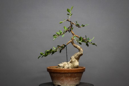 Ficus Tyger Bark FR24