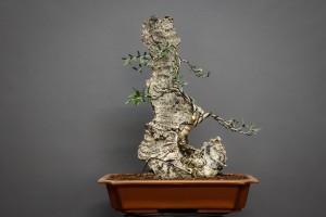 Olivo OE1