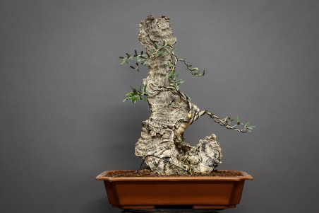 Olivo OE1