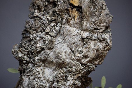 Olivo OE1