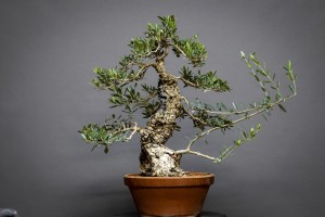 Olivo Acebuche E9