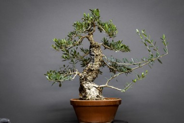 Olivo Acebuche E9