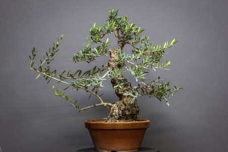 Olivo Acebuche E9