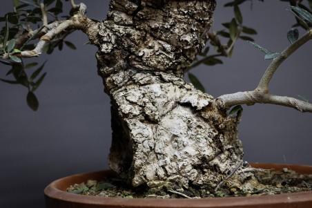 Olivo Acebuche E9