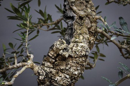 Olivo Acebuche E9