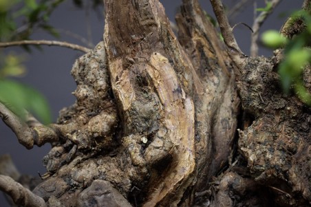 MIRTO