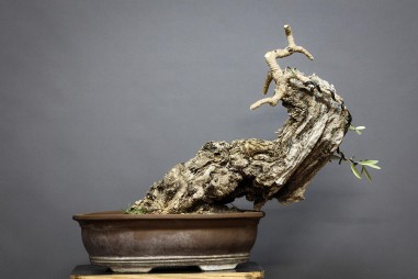 Olivo O7