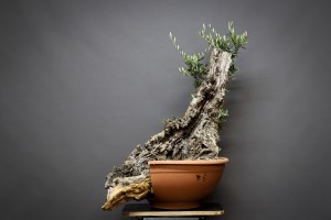 Olivo OS3