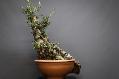 Olivo OS3