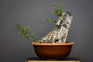 Olivo O8