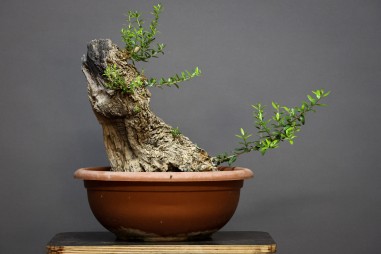 Olivo O8