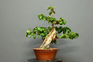 Buganvilla -B2-