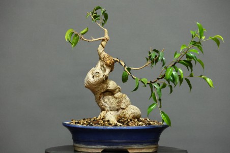 Ficus Retusa FR7