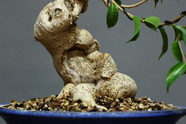 Ficus Retusa FR7