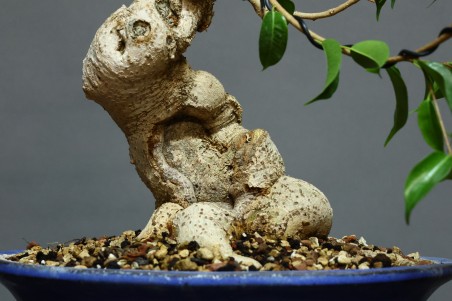 Ficus Retusa FR7