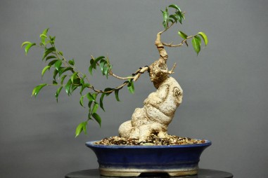 Ficus Retusa FR7