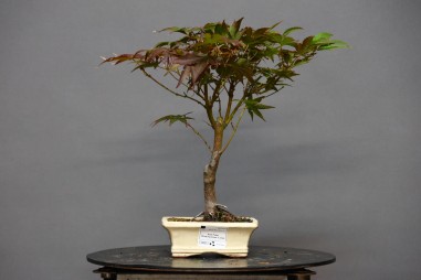 Arce Atropurpureum APA1
