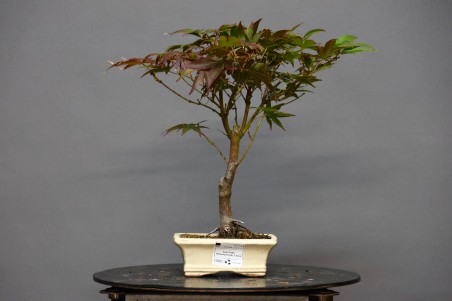Arce Atropurpureum APA1