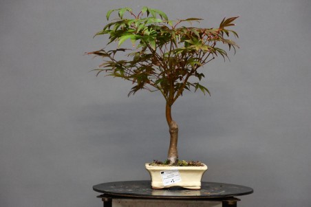 Arce Atropurpureum APA1