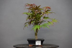 Arce Atropurpureum APA2