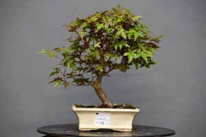 Arce Atropurpureum APA5