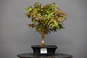Arce Atropurpureum APA6