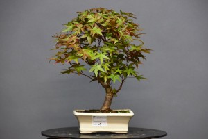 Arce Atropurpureum APA7