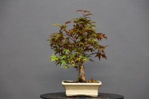 Arce Atropurpureum APA8