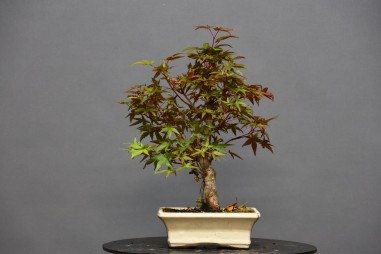 Arce Atropurpureum APA8