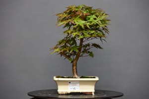 Arce Atropurpureum APA9