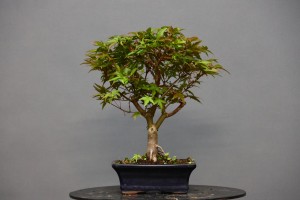 Arce Atropurpureum APA10