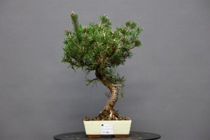 Pino Silvestris PS1