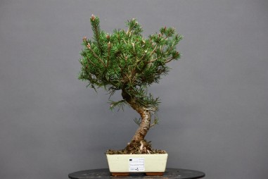 Pino Silvestris PS1