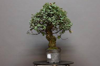 Alcornoque QS1