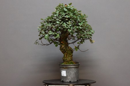 Alcornoque QS1